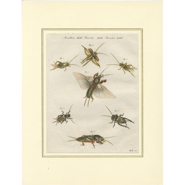 Antique Crickets and Mole Cricket Engraving by Bertuch, 1807 For Sale - Image 9 of 9