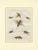 Antique Crickets and Mole Cricket Engraving by Bertuch, 1807 For Sale - Image 9 of 9