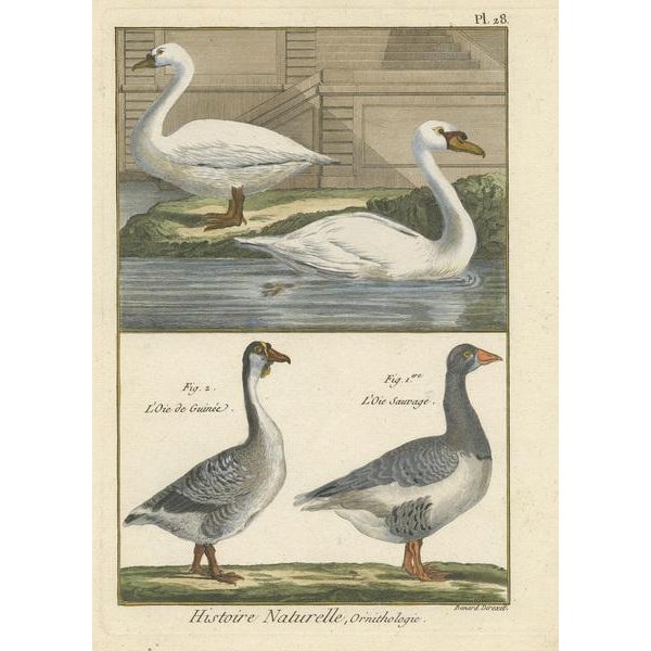 Antique print titled 'Natural History, Ornithology'. Hand-colored engraving of various geese. This print originates from...