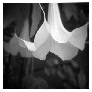"Trumpet" Black & White Vintage Film Camera Photograph For Sale