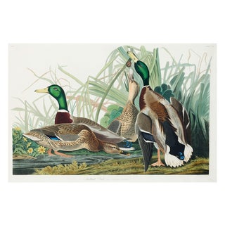 Mallard Duck, Vintage Art Print Reproduction From Birds of America by John James Audubon, 40" X 60" For Sale