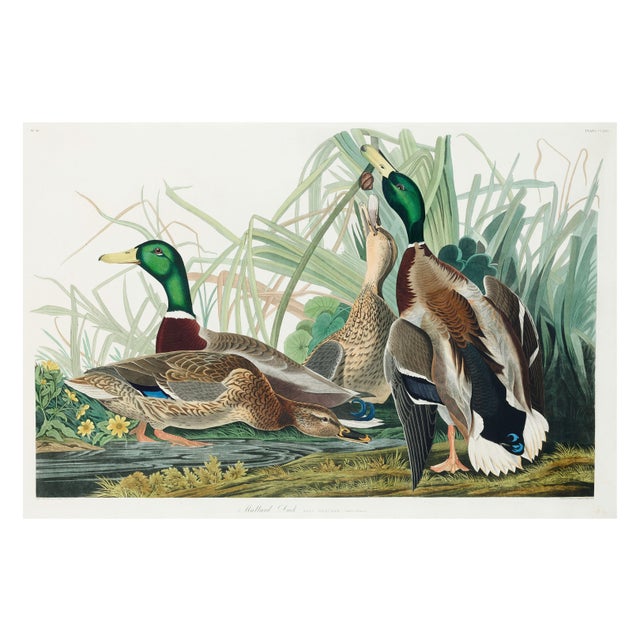 Mallard Duck, Vintage Art Print Reproduction From Birds of America by John James Audubon, 40" X 60" For Sale