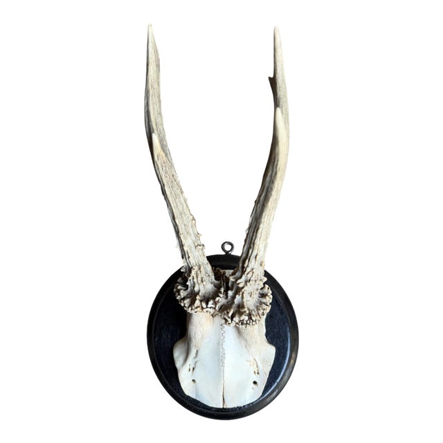 Roe Deer Trophy 208, Black Forest Antlers For Sale