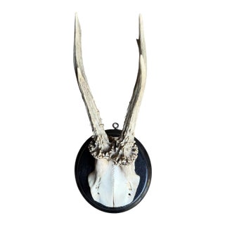Roe Deer Trophy 208 Black Forest Antlers Mount For Sale