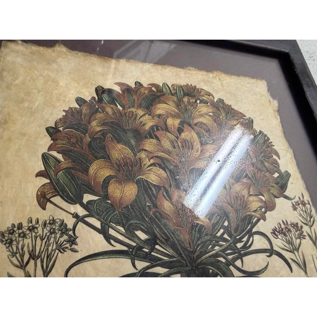17th Century Hortus Eystettensis by the German Apothecary and Botanist Basilius Besler 1614 For Sale - Image 5 of 7