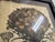 17th Century Hortus Eystettensis by the German Apothecary and Botanist Basilius Besler 1614 For Sale - Image 5 of 7
