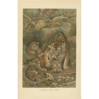 Tigress and Cubs, 1894, Paper For Sale