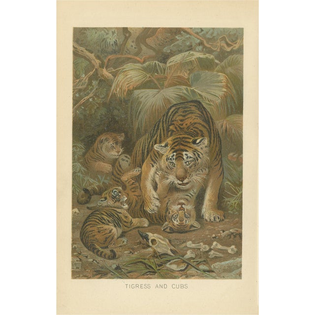 Tigress and Cubs, 1894, Paper For Sale