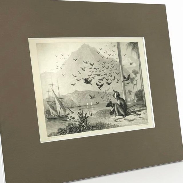 Mid 19th Century 1836 Antique Monkey and Crows Engraving by William Daniell R.A. & Brandard, Framed For Sale - Image 5 of 8