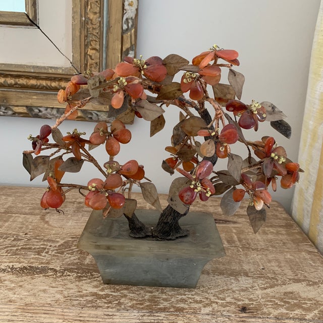 Chinese Jade Tree Chairish