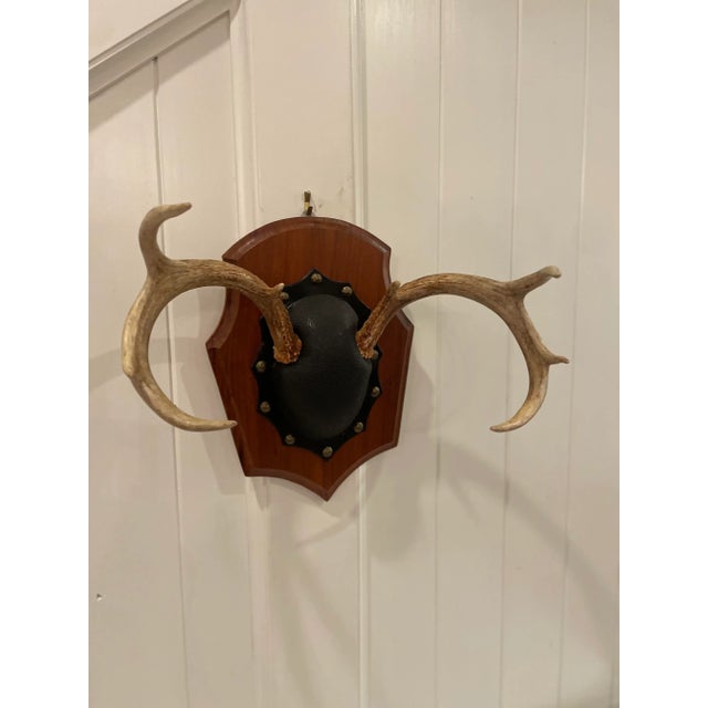 Mid 20th Century Mid 20th Century Vintage Trophy Mount Antlers Pair For Sale - Image 5 of 12