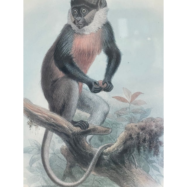 Green Antique Monkey Macau’s Chromolithographs Smith & Hnarth - a Pair For Sale - Image 8 of 9