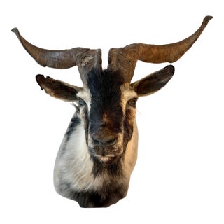 Black Catalina Goat Taxidermy Shoulder Mount For Sale