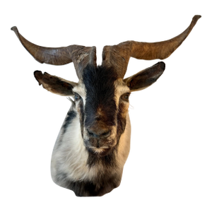 Black Catalina Goat Taxidermy Shoulder Mount