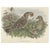 Antique bird print titled 'Chlamydodera Orientalis'. This print depicts the Queensland bower bird. Originates from John...
