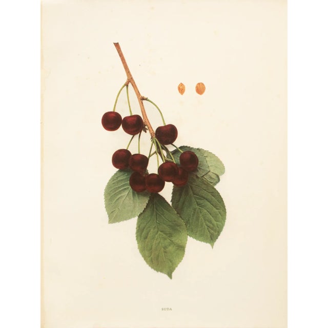 1900s U. P. Hedrick, Original Antique Photogravure of Suda Cherries For Sale