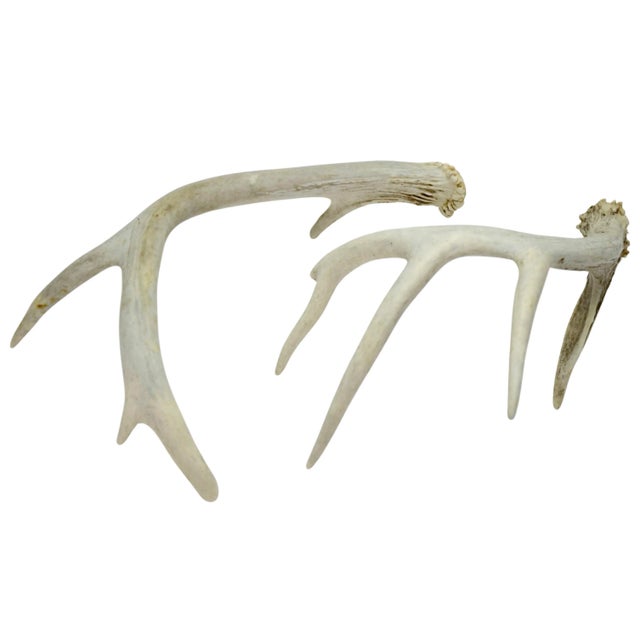1990s Natural Antlers – a Pair For Sale - Image 5 of 5