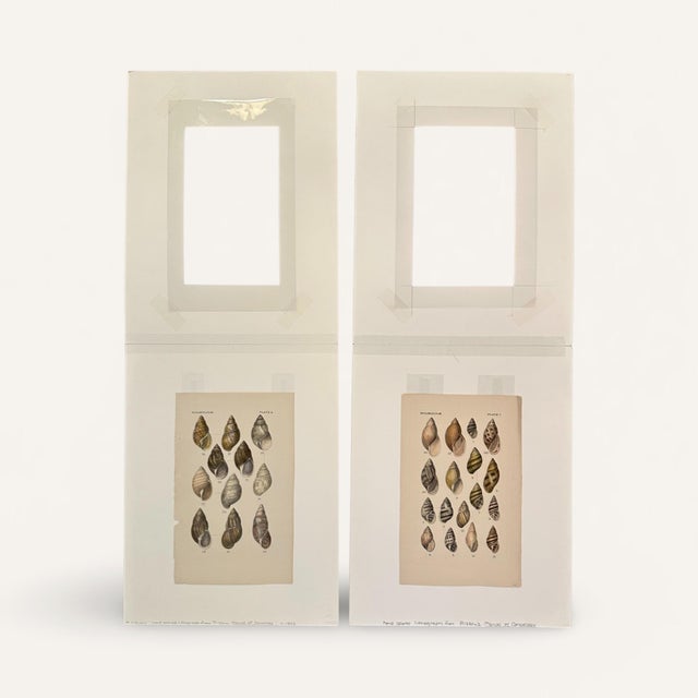 Set of 2 19th Century Archivally Matted Shell Themed Hand Colored Lithographs For Sale - Image 4 of 4