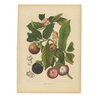Berthe Hoola van Nooten, Mangosteen, 1880, Chromolithograph For Sale