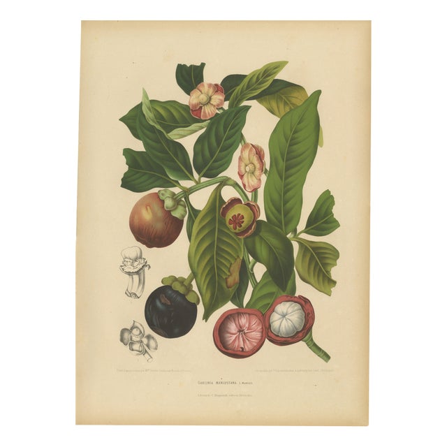 Berthe Hoola van Nooten, Mangosteen, 1880, Chromolithograph For Sale