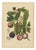 Berthe Hoola van Nooten, Mangosteen, 1880, Chromolithograph For Sale