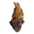 Early 20th Century Detailed Burl Wood Carving of an Elf or Gnome Face Sculture For Sale