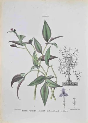 Vincenzo Tenore, Zebrina Pendula, Lithograph, 1870s