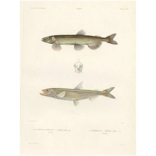 Blanchard, Capelin and the European Smelt, 1845, Hand-Colored Lithograph For Sale