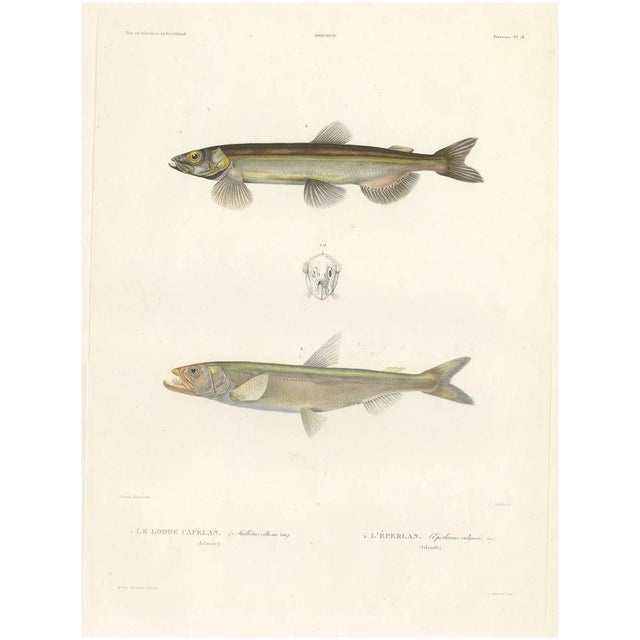 Blanchard, Capelin and the European Smelt, 1845, Hand-Colored Lithograph For Sale