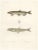 Blanchard, Capelin and the European Smelt, 1845, Hand-Colored Lithograph For Sale