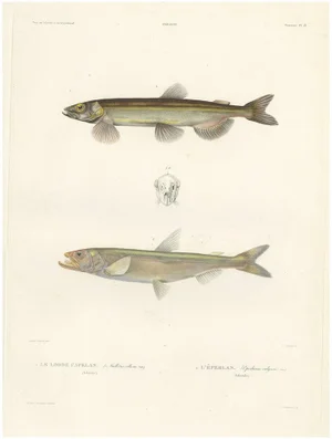 Blanchard, Capelin and the European Smelt, 1845, Hand-Colored Lithograph