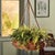 Generous in scale, this thickly woven rattan hanging basket is perfect for geraniums or ferns. Complete with a rustic...