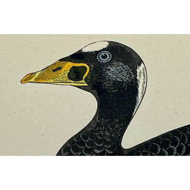 Antique Hand Tinted Bird Print From England Featuring a Black Surf Scoter - Circa 1888 For Sale - Image 4 of 10