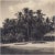 Hanna Seidel, Colombian Palm Trees on Beach, Black and White Photograph, 1960s For Sale - Image 3 of 3