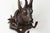 Pair of Black Forest 1880s Carved Wooden Chamois Coat or Hat Racks with Foliage For Sale - Image 9 of 12