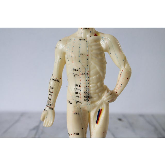 Off-white Vintage Acupuncture Mannequin For Sale - Image 8 of 13