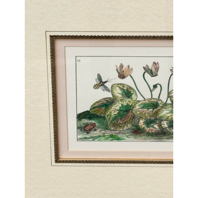 Vintage Framed Cyclamen Flower Print For Sale - Image 4 of 7
