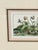 Vintage Framed Cyclamen Flower Print For Sale - Image 4 of 7