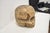 1940s Large Folk Art Skull Wood Carving For Sale In New York - Image 6 of 11