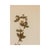 Rustic European Antique Vintage Herbarium - Tormentil, Circa 1908 For Sale - Image 3 of 5