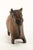 Tribal Huge 19th C. Spanish Colonial Cusco Pottery Bull Shaped Terracotta Chicha Vessel For Sale - Image 3 of 18