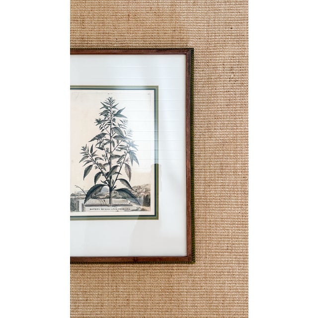 17th Century 17th C European Hand-Colored Lithograph, Botrys Mexicana Odorata For Sale - Image 5 of 6