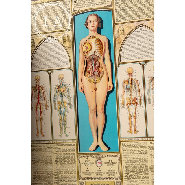 Paper Vintage “Bodyscope” Rotating Anatomical Chart by Ralph H. Segal For Sale - Image 7 of 11