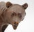 Late 19th century small-medium size strolling Black Forest Bear, Swiss. Good brown color. Good face - small, bead eyes....