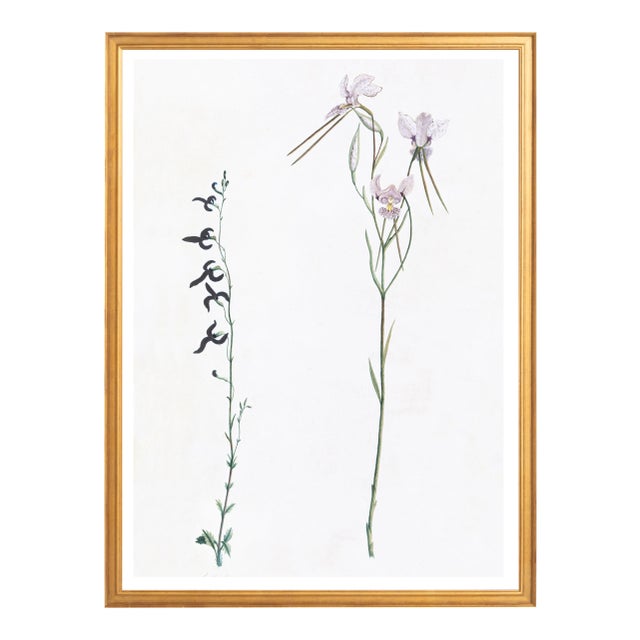Illustration Celerie Kemble Curated Australian Botanical X (36x48) in Gold Frame For Sale - Image 3 of 4