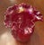 Transitional Fenton Iridescent Red Cranberry Daffodil Vase For Sale - Image 3 of 10