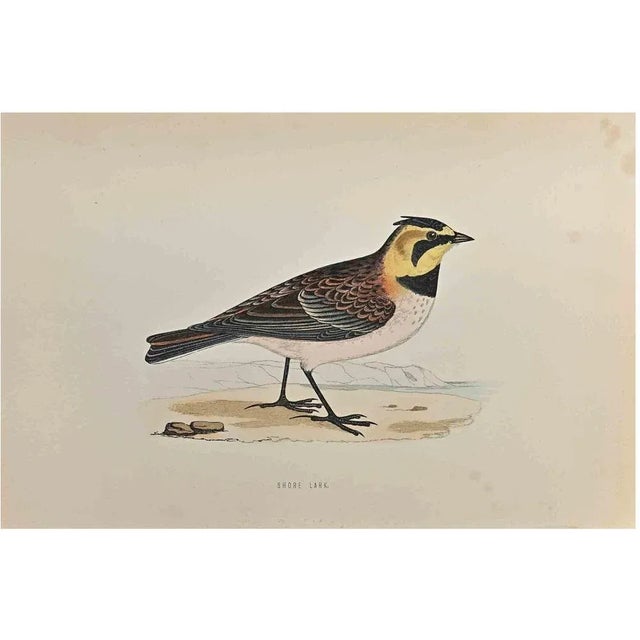 Shore Lark is a modern artwork realized in 1870 by the British artist Alexander Francis Lydon (1836-1917) . Woodcut print,...