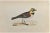 Shore Lark is a modern artwork realized in 1870 by the British artist Alexander Francis Lydon (1836-1917) . Woodcut print,...