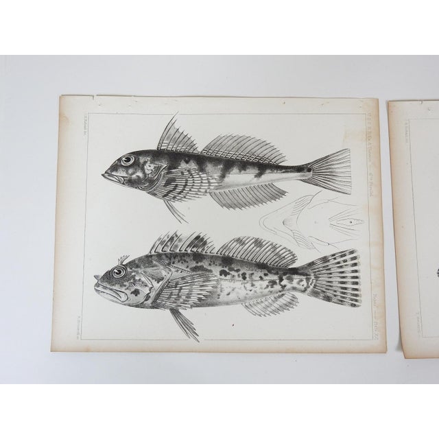 Pair of antique mid 19th century lithograph on paper of fish book plate. Published by the US Pacific Railroad Exploration...
