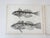 Pair of antique mid 19th century lithograph on paper of fish book plate. Published by the US Pacific Railroad Exploration...
